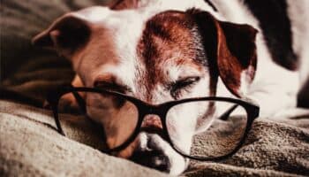 ¿Qué hacer cuando tu perrito ya está muy viejito?