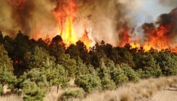 México entra al top 10 global de pérdida de bosques 2024 | Mongabay