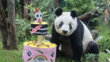 Una fiesta por la vida silvestre: Xin Xin cumple 35 años