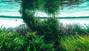 Crean material a base de algas marinas capaz de generar electricidad y prevenir incendios