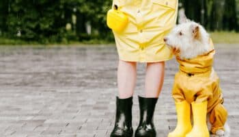 Cómo cuidar a tu perro en temporada de lluvias; sigues estos consejos