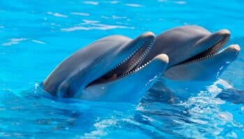 Senado aprueba 'Ley Mincho' para proteger a los delfines del cautiverio en México