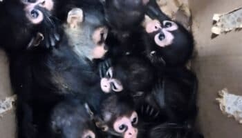 Dos detenidos por traficar crías de monos araña; las tenían hacinadas y en mal estado