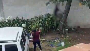 Mujer que colgó a un perro de un árbol ya fue identificada