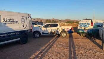 Perros mueren sumergidos en chapopote en Chihuahua; autoridades investigan