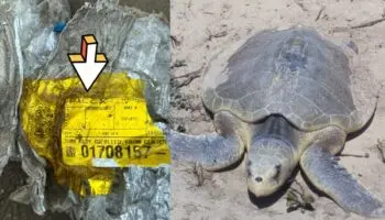 Microplásticos de cohete de SpaceX amenazan liberación de tortugas en Tamaulipas: Conibio Global