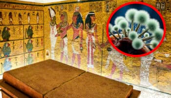 El hongo que mató a los excavadores de la tumba de Tutankamón ahora es un prometedor compuesto anticancerígeno