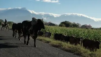 Fue un 'duro golpe y profundamente preocupante' el cierre de la frontera con EU: Ganaderos mexicanos