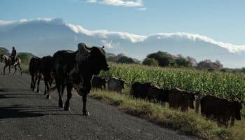 Fue un 'duro golpe y profundamente preocupante' el cierre de la frontera con EU: Ganaderos mexicanos