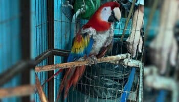 Rescatan en Iztapalapa a guacamaya que se desplumaba por estrés y otras 17 aves