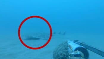 Video | Avistan tiburón ángel, uno de los más raros del mundo y en peligro crítico de extinción