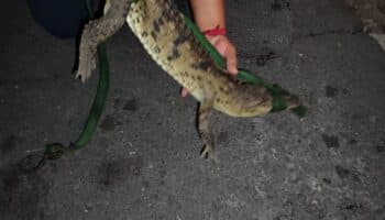 Bomberos de Nayarit rescatan a cocodrilo que deambulaba en calles de Tepic