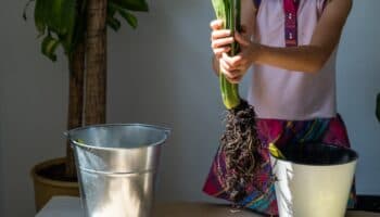 Biblioteca en la Selva; Etnobotánica y Pueblos Originarios #Niñonautas con Kirén Miret