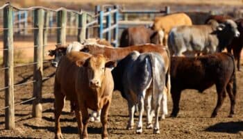 Ganadería ilegal financia al crimen organizado, amenaza selvas y salud: Experto | Video