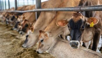 'Carne en Conflicto' : ganado ilegal devasta bosques y se vende en mercados mexicanos