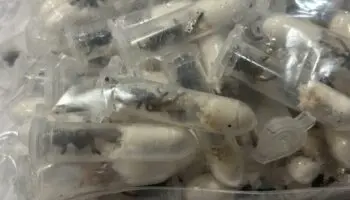 Hallan 1,500 tarántulas escondidas en paquetes de galletas