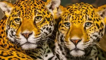 Captan a dos jaguares cerca de Chichén Itzá; olfatean cámara trampa | Video