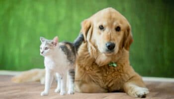 Protege a tus mascotas del gusano barrenador; consejos clave