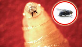 Recorte presupuestal impidió producir moscas estériles para combatir al gusano barrenador: CNA