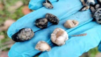 Jalisco | Comisaría de Ahualulco del Mercado descarta crematorio clandestino