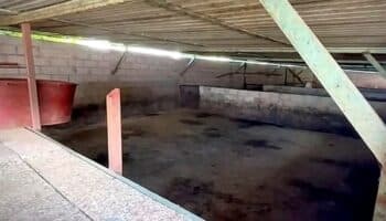 Animales asegurados en Operación Liberación fueron robados mientras estaban a cargo de la FGJEM