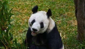 Japón se despide de sus últimos dos pandas antes de su regreso a China