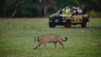 Onçafari: ecoturismo y jaguares en el Pantanal de Brasil