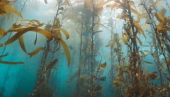 El ser vivo más grande del planeta #Niñonautas con Kirén Miret