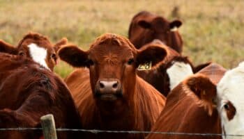 "No hay fecha" para reinicio de exportaciones de ganado a EE.UU. por gusano barrenador: Sheinbaum