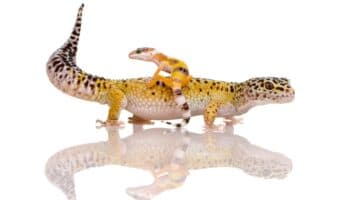 Partenogénesis #Niñonautas con Kirén Miret