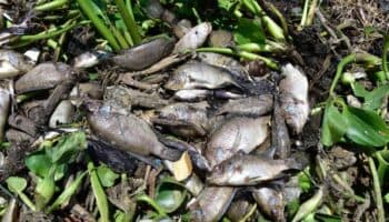 Muerte masiva de especies acuáticas afecta a 7 mil 500 familias en Guerrero