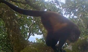 Un refugio en las alturas: cámaras trampa en copas de árboles revelan la presencia de mamíferos en una reserva amenazada de México | Mongabay
