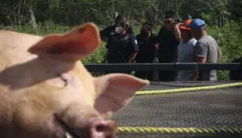 Exigen sanción y reparación del daño a granjas porcícolas en Yucatán: Abogada