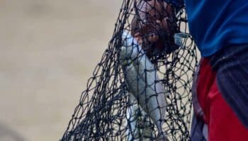 FAO destaca el potencial nutricional del mar y pide a América Latina que lo aproveche