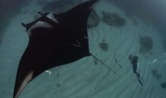 ¿Dónde nacen las mantas oceánicas? La respuesta se busca en el Archipiélago de Revillagigedo | Mongabay