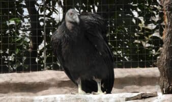 Cóndor de California llega al Centro de Conservación de la Vida Silvestre de San Juan de Aragón