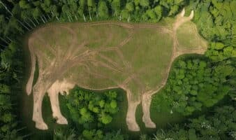 'Carne en Conflicto:' deforestación y riesgo sanitario para México