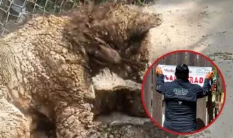 Profepa impone clausura temporal total al zoológico La Pastora por maltrato a la osa Mina