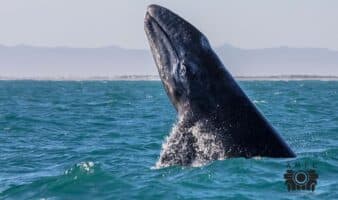 Miradas por la conservación | La crisis de la ballena gris