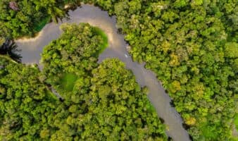 ¿En qué consiste el fondo para salvar los bosques que propone Brasil en la COP30?