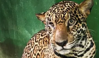 Video: Jaguar herido de bala se agarra de lancha para ser rescatado