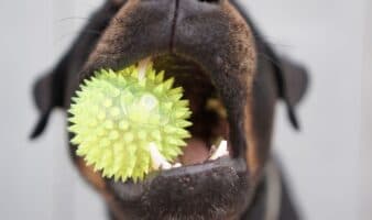 Los perros muestran comportamientos similares a la adicción respecto a sus juguetes