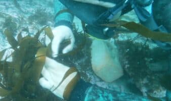 Reforestando el mar: Los peces vuelven a una playa de Perú gracias a un proyecto de repoblamiento de algas