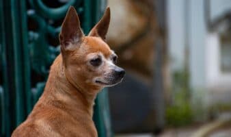 La mayoría de los perros, incluso los chihuahuas, tienen algo de lobo en su interior