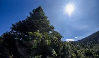 Árbol de Navidad artificial o natural ¿qué es mejor para el medio ambiente?