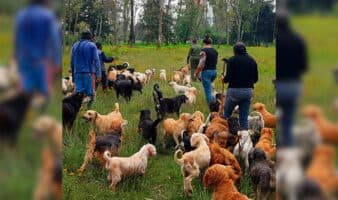 Refugio Franciscano denuncia desalojo judicial; en riesgo 1,200 animales, advierten