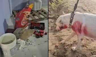 Videos | Saquean albergue para perros en Acapulco; se llevan croquetas, herramientas y hasta el refri y la estufa