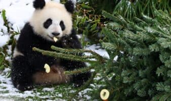Entre nieve y bambú: pandas gigantes disfrutan el invierno en el zoológico de Viena