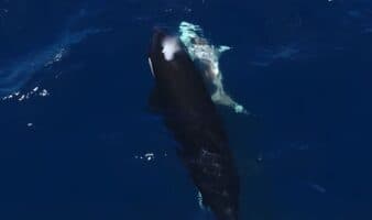 Científicos logran imágenes únicas de orcas depredando tiburones blancos juveniles en México | Estudio