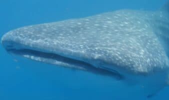 México: Una investigación con drones revela cómo el turismo impacta al tiburón ballena